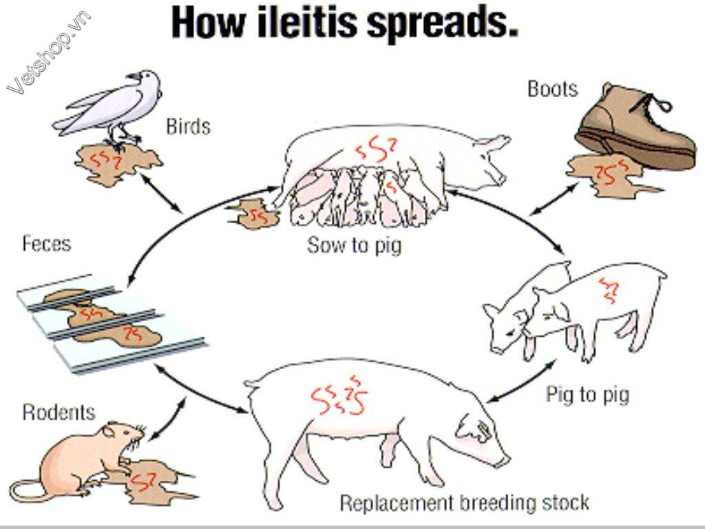benh-viem-hoi-trang-do-lawsonia-intracellularis-o-heo 7