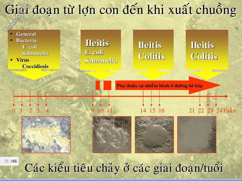 benh-viem-hoi-trang-do-lawsonia-intracellularis-o-heo 8