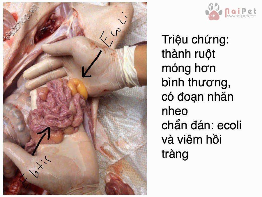 benh-viem-hoi-trang-do-lawsonia-intracellularis-o-heo
