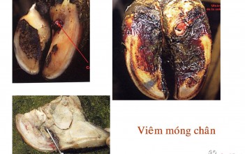 Bệnh Viêm Móng Ở Bò Sữa benh-viem-mong-o-bo-sua 2