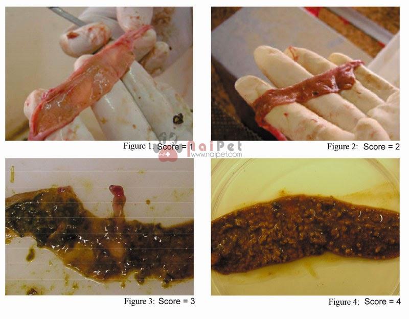 benh-viem-ruot-hoai-tu-o-ga-necrotic-enteritis-in-chicken