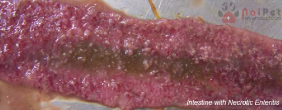 benh-viem-ruot-hoai-tu-o-ga-necrotic-enteritis-in-chicken1