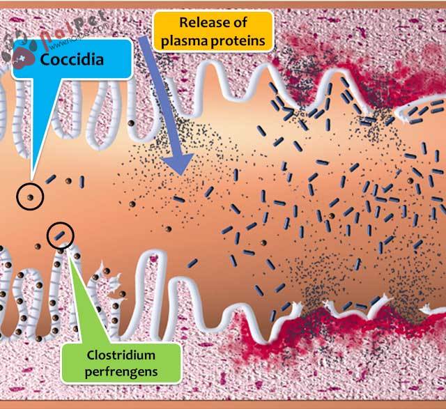 benh-viem-ruot-hoai-tu-o-ga