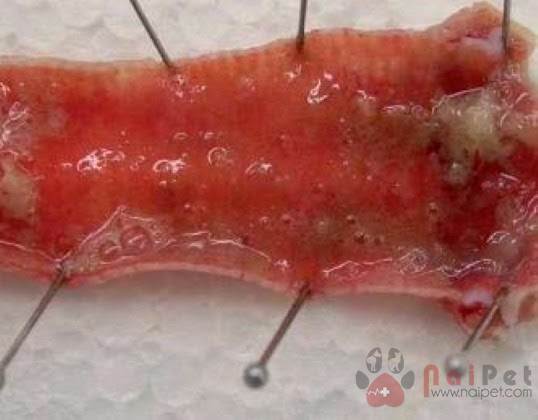 benh-viem-thanh-khi-quan-truyen-nhiem-o-ga-infections-laryngotracheitis-ilt