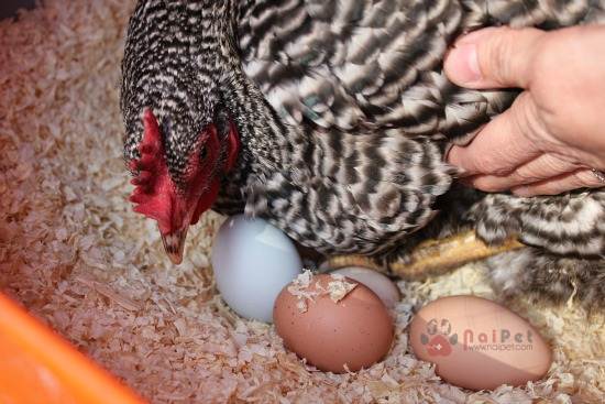 bi-quyet-tang-trong-luong-trung-ga-thong-qua-dinh-duong