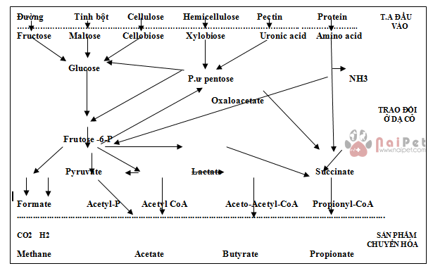 cac-bien-phap-ngan-ngua-benh-acid-da-co-o-bo-sua 1