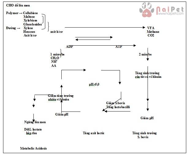 cac-bien-phap-ngan-ngua-benh-acid-da-co-o-bo-sua 2