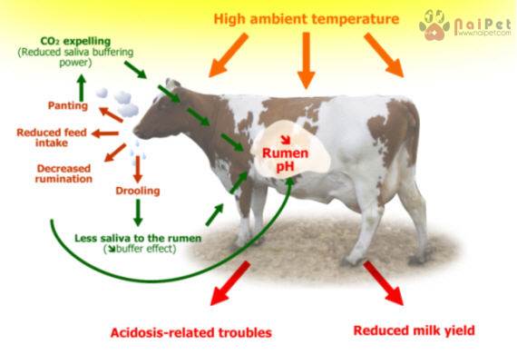 cac-bien-phap-ngan-ngua-benh-acid-da-co-o-bo-sua