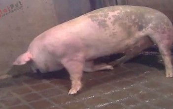 cac-nguyen-nhan-chinh-gay-que-o-heo-nai 1