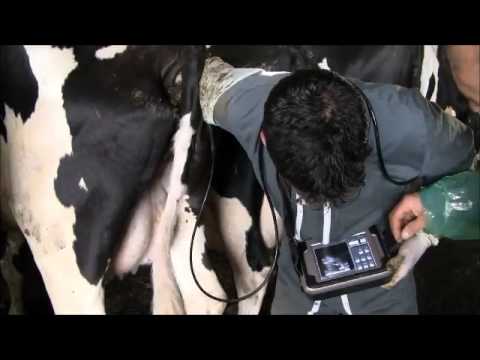 cac-tieu-chi-danh-gia-kha-nang-sinh-san-o-bo-cai