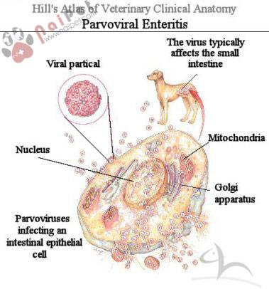 cac-virus-gay-viem-ruot-tren-cho-1