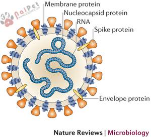 cac-virus-gay-viem-ruot-tren-cho-7