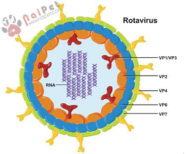 Rotavirus