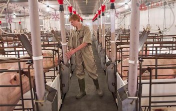 Cách Nhận Biết Heo Bị Bệnh P1 cach-nhan-biet-heo-bi-benh-p1