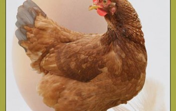 chan-nuoi-ga-thuong-pham-giong-sieu-trung