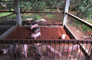 chat-thai-trong-chan-nuoi-va-mot-so-bien-phap-xu-ly 3