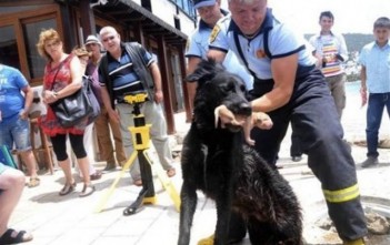 Chó Mẹ Cứu Con Dưới Cống cho-me-cuu-con-duoi-cong-2