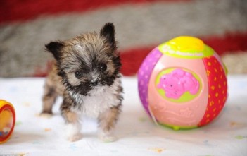 cho-nho-nhat-anh-quoc