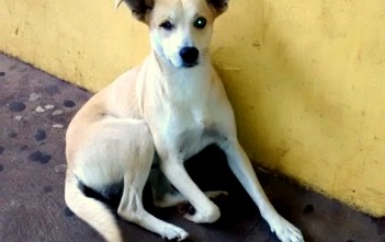 Chó Seco – Kẻ Trung Thành Đáng Yêu cho-seco-ke-trung-thanh-dang-yeu