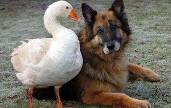 cho-va-ngong-400x309