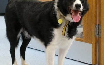 chu-cho-bi-mac-benh-am-anh-voi-moi-thu-am-thanh-cuoc-song