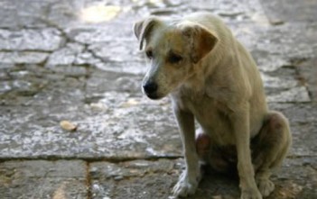 chu-cho-nam-ben-canh-chu-nhan-12-tieng-sau-khi-ong-chet-trong-vu-tai-nan-giao-thong