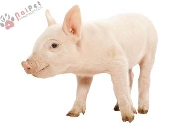 dac-diem-tieu-hoa-cua-heo-con 1