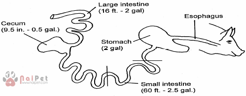 dac-diem-tieu-hoa-cua-heo-con 3