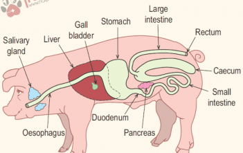 dac-diem-tieu-hoa-cua-heo-con 4