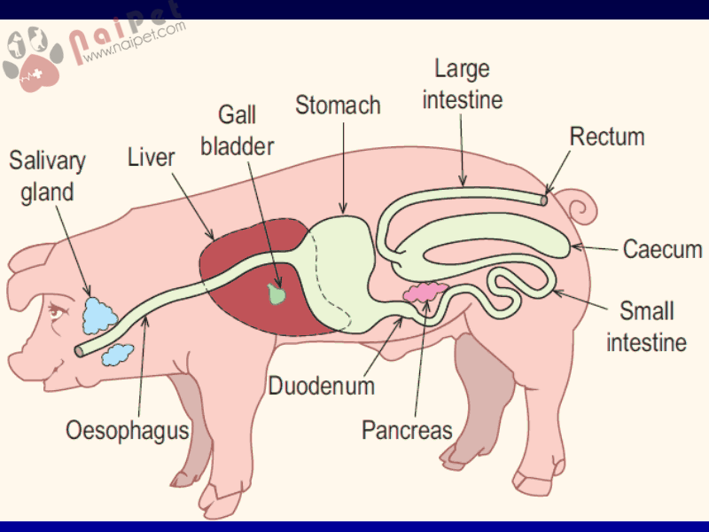 dac-diem-tieu-hoa-cua-heo-con 4