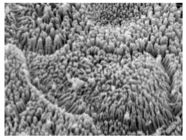 dac-diem-tieu-hoa-cua-heo-con