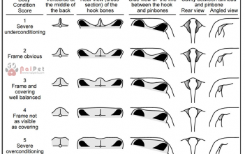 danh-gia-nhung-tinh-trang-ngoai-hinh-bo