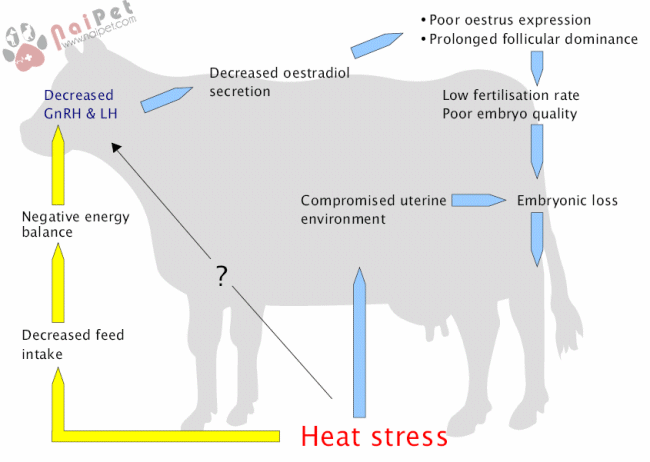 heat-stress