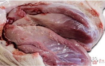 Heo Hậu Bị Chết Không Rõ Nguyên Nhân Sau Khi Về Trại heo-hau-bi-chet-khong-ro-nguyen-nhan-sau-khi-ve-trai