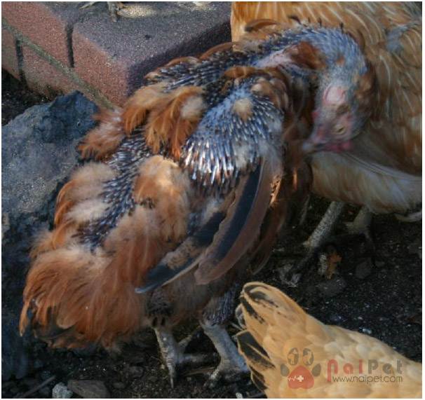 hien-tuong-thay-long-o-gia-cam