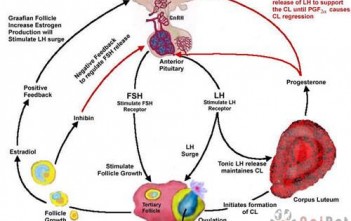 Khắc Phục Hiện Tượng Chậm Sinh – Vô Sinh Ở Bò Sữa khac-phuc-hien-tuong-cham-sinh-vo-sinh-o-bo-sua