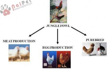 khai-niem-chon-loc-va-phoi-giong-o-gia-cam 3