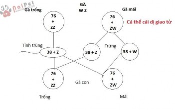 khai-niem-ve-di-truyen-hoc-gia-cam 1