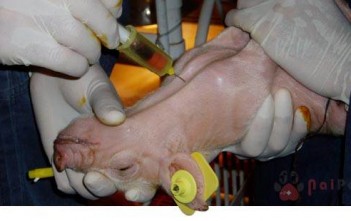 Kiểm Soát Bệnh PRRS Trong Trại Chăn Nuôi Heo kiem-soat-benh-prrs-trong-trai-chan-nuoi-heo