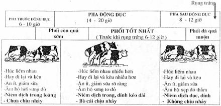 kinh-nghiem-phat-hien-dong-duc-o-bo 1