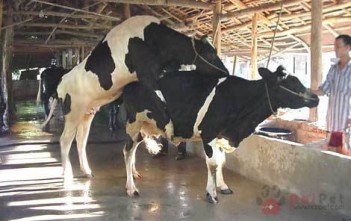 kinh-nghiem-phat-hien-dong-duc-o-bo