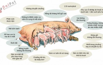 ky-thuat-cham-soc-heo-nai-de-va-heo-con-toan-tap 13