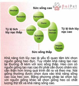 ky-thuat-cham-soc-heo-nai-de-va-heo-con-toan-tap 14