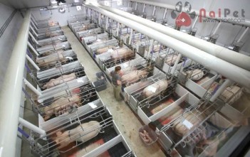 ky-thuat-cham-soc-nuoi-duong-nai-de-va-heo-con-so-sinh 1