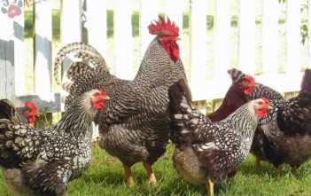 ky-thuat-chan-nuoi-ga-tha-vuon copy