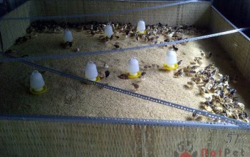 ky-thuat-nuoi-um-ga-con