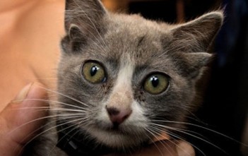 meo-co-hinh-dang-ky-la-1