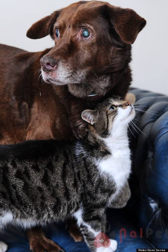 Terfel the dog with it's guide cat  Pwditat who helps him get around afetr losing its sight from Holyhead, North Wales. © WALES NEWS SERVICE