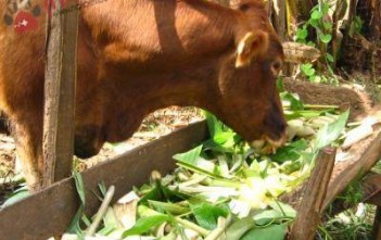 ngo-doc-hoa-chat-tu-thuc-an-o-trau-bo