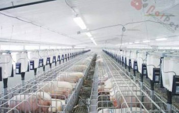 nhiet-do-va-do-sang-anh-huong-toi-suc-khoe-va-nang-suat-heo-nai